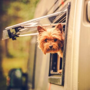 small dog looks out open window of RV